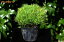 【盆栽素材】 実生 クロマツ 2.5号【苔玉素材】【小山飾り素材】