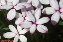 【自然栽培品】アッツザクラ 白花小輪「駒鳥」3号(9cmポット)【春(4月)〜初夏(6月)のガーデニング】【好日性球根植物】【夏半日陰の球根植物】【冬半耐寒性球根植物】 【山野草】