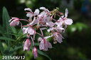 桃花ヤナギラン 3号(9cmポット) 【夏の山野草】【高山植物系】