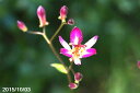 秋の山野草 台湾ホトトギス 紅富士 【山草系宿根草】【日陰の...