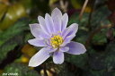 八重咲ユキワリイチゲ(紀州産) 3号深【山草系宿根草】【早春...