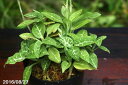 夏の山野草 ミヤマウズラ 5〜6株入 2.5号 【ラン科植物】【地生ラン】【テラリウム素材】