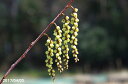 【春の花木】キブシ 養老 (小輪系) 3号(9cmポット)【盆栽素材】【苔玉素材】【小山飾り素材】