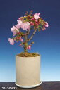 【春の花木】一才桜(サクラ) 旭山 4.5号プラ鉢深【盆栽素材】【苔玉素材】【小山飾り素材】