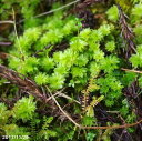 【京の苔】希少! カサゴケモドキ 5株 【日陰の苔】【湿生植物】【苔盆栽】【苔テラリウム・苔ボトリウム・ビバリウム】