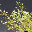 ミゾハコベ 4号(12cmポット)【夏の水生植物】【湿生植物】 【山野草】