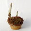 【現品】ツメレンゲ5号(1)(No.2694) 【日本の多肉植物】【秋の山野草】【好日性植物】【耐寒性冬期休眠型和の宿根草】【オロスタキス属】