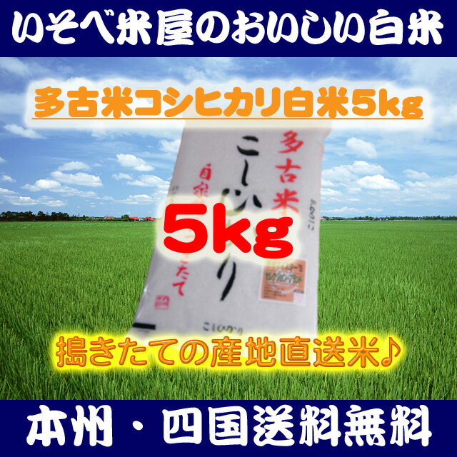 ★【本州・四国送料無料】多古米コシヒカリ白米5kg：搗きたての産地直送米★【匠精米】※北海道・沖縄・九州地区は別途送料400円