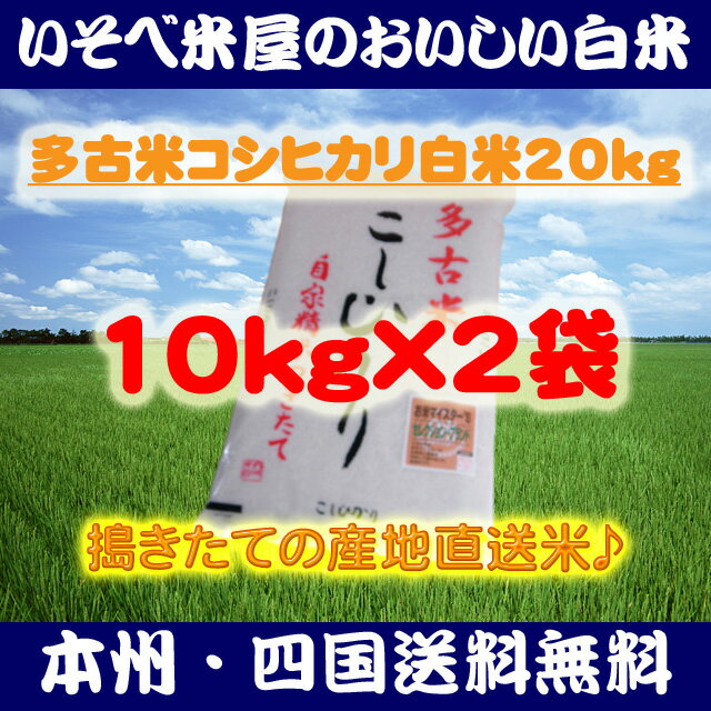 ★【本州・四国送料無料】多古米コシヒカリ白米10kg×2袋：搗きたての産地直送米★【匠精米】※北海道・沖縄・九州地区は別途送料400円