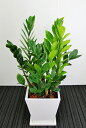 【送料無料】観葉植物 開店祝い12,000円 ザミオクルカス6号陶器鉢(本体価格:11,112円)