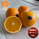 【期間限定】王様のオレンジ 88玉サイズ ケース 88個 入 新発売