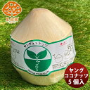 【8月18日限定・逸酒創伝の日!全商品5%オフクーポン配布中!】 お中元 松孝 ヤングココナッツ ハーフ 6個 新発売果樹園 フレッシュフルーツ 輸入 ココナッツ ヤングココナッツ のし・ギフト・サンプル各種対応不可 父の日