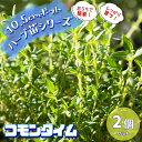 【送料無料】コモンタイム 10.5cm 2個セット【おうちで簡単!育てやすい10.5cmポットハーブ苗シリーズ!】根張り・大きさ・選別が良いので、育てやすい!生育簡単で初心者にもオススメのハーブシリーズです!ガーデニングや家庭菜園に!