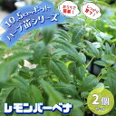 【送料無料】レモンバーベナ 10.5cm 2個セット【おうちで簡単!育てやすい10.5cmポットハーブ苗シリーズ!】根張り・大きさ・選別が良いので、育てやすい!生育簡単で初心者にもオススメのハーブシリーズです!ガーデニングや家庭菜園に!