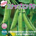 【送料無料】すずなり肉厚スナップエンドウ豆 春植えタイプの苗【野菜苗9cmポット/3個セット】収穫 苗 ベランダ 簡単 栽培 えんどう豆 さやえんどう サヤエンドウ snap pea 露地植え ハウス栽培 えんどう豆苗