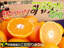 たっぷり5kg、1999円！2箱買うとおまけ付き！農園直送価格、伊藤農園の小粒で濃厚！減農薬有田みかん50％OFFこつぶちゃんこつぶちゃん5kg　送料無料（北海道・沖縄県は315円）農薬使用量通常の50％以下のこだわりの特別栽培♪本場有田みかん