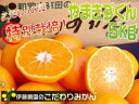 たっぷり5kg、1,999円！2箱買うとおまけ付き！農園直送価格、伊藤農園の減農薬有田みかん50％OFF送料無料（北海道・沖縄県は315円）農薬使用量通常の50％以下のこだわりの特別栽培♪本場有田みかん