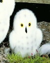 VtNE()@KOSENiP[ZЁj@15cm@gFlockeh Snow Owl Baby//ʂ