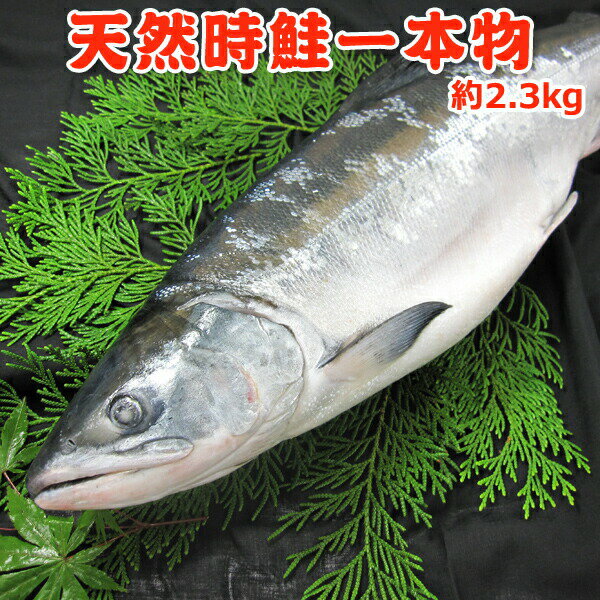 甘塩天然時鮭一本物【約2.3キロ】 送料無料・化粧箱入　切り身対応なし 送料無料...:iwamatsu-salmon:10000428