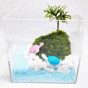 テラリウム制作キット【Summer ocean】 ホソバオキナゴケ ホワイトデー コウヤノマンネングサ お子様と一緒に おうち時間 子供 自然に親しむ 手作りキット 孫 カメ 夏景色 癒し 海