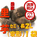 旬 野菜【税込 バラ売り】新潟五泉産 帛乙女里芋 セミ・長(...
