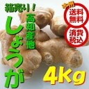 【本州送料無料 税込】高知県産他 生姜 4kg 1箱(しょうが 根ショウガ ショウガ ネショウガ)上越フルーツ