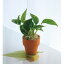 【送料無料】ポトス 鉢植え AYL‐16‐1【代引不可】【ギフト館】