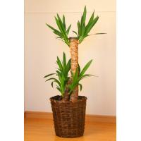 ̵۲֤Υեȼҡǯڥå7ȭԲġۡ軨ߴۡ