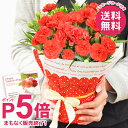 【まもなく終了 5/1 23:59まで】母の日 プレゼント ギフト カーネーション 鉢植え 4号鉢 花 鉢花 花鉢 母の日ギフト おしゃれ 限定 送料無料