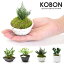 お手入れ不要 小さなプリザーブド盆栽 KOBON ミニ盆栽 bonsai ボンサイ 苔 苔玉 コケ こぼん 小盆栽 敬老の日 ギフト プレゼント 花 内祝い お返し 結婚内祝い 引き出物 出産内祝い 引越し 挨拶 快気 新築 香典返し 祝い 敬老の日 プレゼント