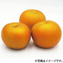 9月下旬~10月上旬販売・発送広野農園の『あきづき梨(贈答用)』5kg(8玉~12玉)【通常宅急便】新潟県産・フルーツギフト