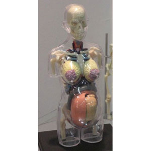 立体パズル 4DVISION 人体解剖モデル No.21 妊婦解剖スケルトンモデル【94334】 【税込】 アオシマ（スカイネット） [ABK ニンプカイボウスケルトンモデル]【返品種別B】