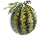 【食品サンプル・果物・野菜・フルーツ・ベジタブル】小玉スイカ...