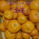 訳ありみかん山下果樹園の温州みかん「金峯...