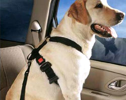 ڡۡڥݥ10ܡ̵ۡۢ㥷ȥ٥ȡ桦緿Ѣͼ¸Ф߷פǹΰȥ٥ȢڥåȥХå ML㤪󤻾ʢsmtb-kۡkb