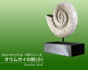 IEKC̊k() / Nautilus Shell