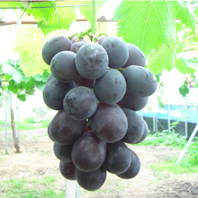 ָꡪγ򤳤βƤˡ710ȯϡۤߤΤλȢ٤θݡγ12˼