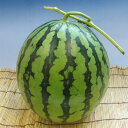 ふるさと駅 熊本産植木すいか(L 1玉)【熊本県産】【楽ギフ_のし】【楽ギフ_のし宛書】スイカ 西瓜