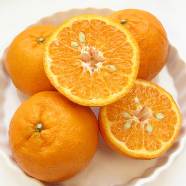 Ťƥ塼դ뤵ȱءݥ󥫥5kgˡڷܸ