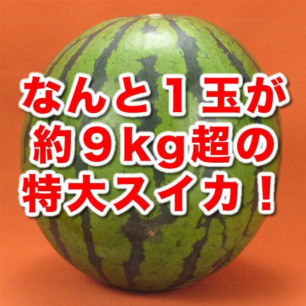 ふるさと駅　ジャンボすいか！甘さ大きさ生産量日本一の熊本植木産特大スイカ（9kg超1玉）うれしい☆【送料無料】【熊本県産】