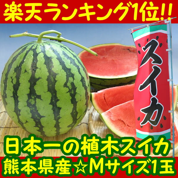 ふるさと駅　熊本産植木すいか（M 1玉）【熊本県産】楽天ランキング1位☆植木のスイカ楽天1位☆甘さ大きさ生産量が日本一の植木スイカ！