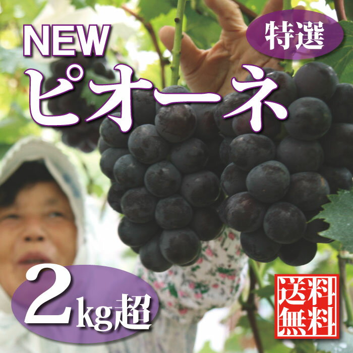 【送料無料・クール便】岡山県産朝もぎ種無しニューピオーネ2kg（大粒ぶどう4房前後)『桃太郎』の国〜産地直送^