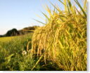 【新米】30年産 特別栽培【減農薬】 秋田県産あきたこまち【...