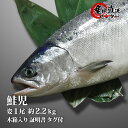 鮭児 姿1尾 約2.2kg 木箱入り 証明書 タグ付