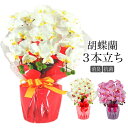 【造花】胡蝶蘭 大輪 3本立ち(ラベンダー・ホワイト)【アーティフィシャルフラワー SC/CT触媒 光触媒 開店 開院 お祝い 母の日】【楽ギフ_