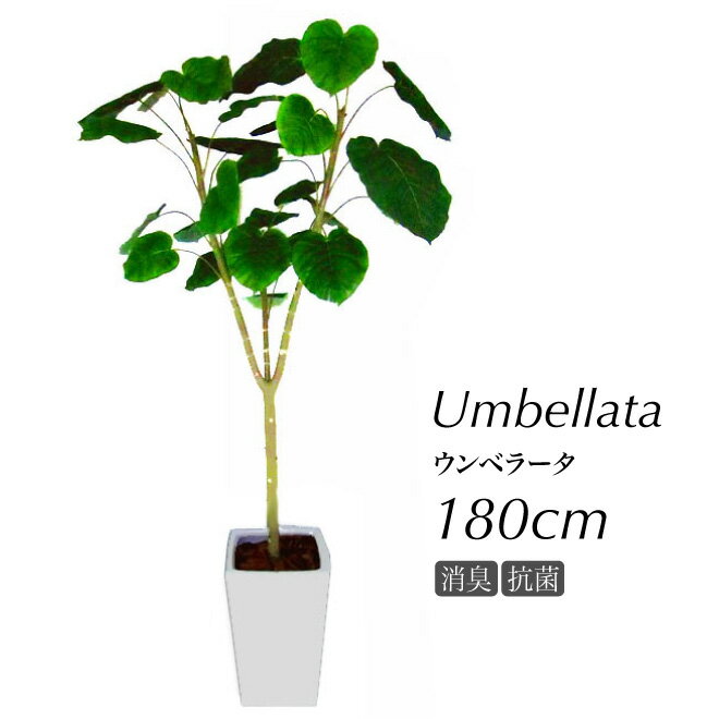 【観葉植物 造花】ウンベラータ【送料無料】(光触媒より優れたCT触媒/SC触媒/インテリア/お祝い）【フェイクグリーン 観葉植物 人工】