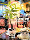 フェイクグリーン 観葉植物 造花 ミニ 人工観葉植物 光触媒...