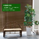 ナチュラル カポックツリー 160cm 斑入り(シェフレラ)(光触媒より優れたCT触媒/SC触媒/インテリア/お祝い)【フェイクグリーン 観葉植物 人工】