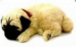 ƤƸΤ褦¨в٢ưȥڥåȡإѥ