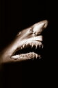 動物 アニマル サメの壁紙 輸入 カスタム壁紙 PHOTOWALL / Shark - Sepia (e6340) 貼ってはがせるフリース壁紙(不織布) 【海外取り寄せのため1カ月程度でお届け】 【代引き不可】
